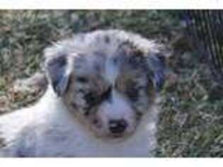Miniature Australian Shepherd Puppy for sale in Tiskilwa, IL, USA