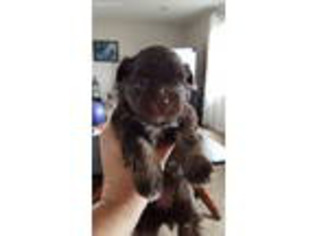 Havanese Puppy for sale in Pendleton, IN, USA