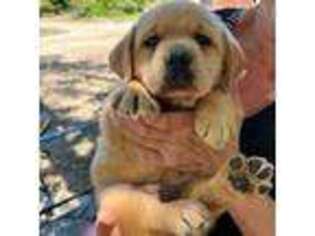 Labrador Retriever Puppy for sale in Yuba City, CA, USA