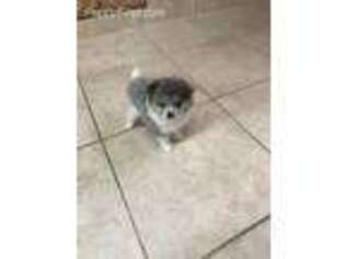 Pomeranian Puppy for sale in Tallulah, LA, USA
