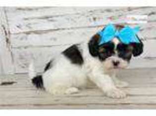 Shih-Poo Puppy for sale in Orem, UT, USA