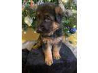 German Shepherd Dog Puppy for sale in Oakland, MS, USA