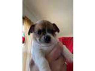 Mutt Puppy for sale in Linden, NJ, USA