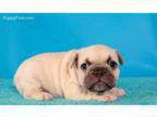French Bulldog Puppy for sale in Moscow, TX, USA