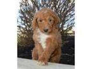 Mutt Puppy for sale in Celina, OH, USA
