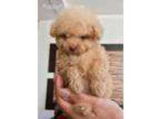 Mutt Puppy for sale in Delray Beach, FL, USA