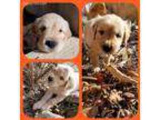 Golden Retriever Puppy for sale in Rose Hill, KS, USA