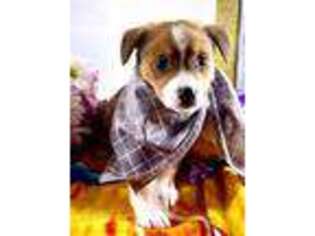 Pembroke Welsh Corgi Puppy for sale in Apopka, FL, USA