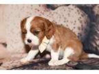 Cavalier King Charles Spaniel Puppy for sale in Little Rock, AR, USA