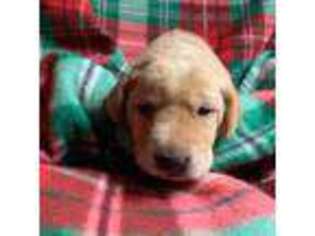 Labrador Retriever Puppy for sale in Herald, CA, USA