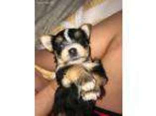Yorkshire Terrier Puppy for sale in Williamson, NY, USA