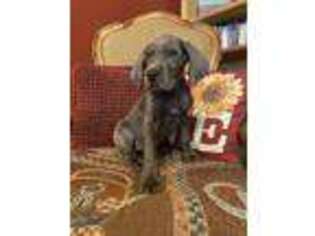 Great Dane Puppy for sale in Spokane, WA, USA