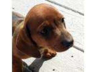 Dachshund Puppy for sale in Oconto, WI, USA