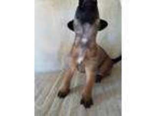 Belgian Malinois Puppy for sale in Bellefontaine, OH, USA