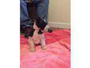 Mutt Puppy for sale in Smithton, MO, USA
