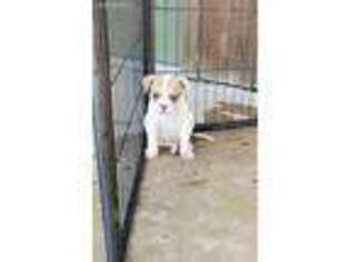 American Bulldog Puppy for sale in Palestine, TX, USA