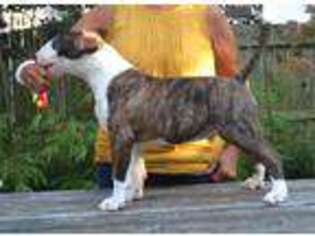 Bull Terrier Puppy for sale in Villas, NJ, USA