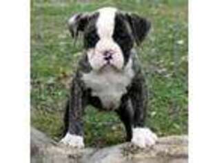 Olde English Bulldogge Puppy for sale in Park City, KY, USA