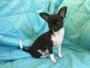 Chihuahua Puppy for sale in Goshen, CT, USA