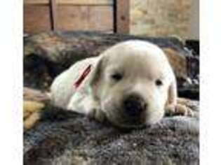 Labrador Retriever Puppy for sale in Homer City, PA, USA