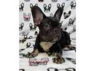 French Bulldog Puppy for sale in New London, CT, USA