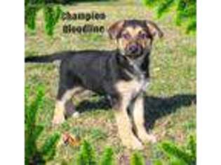 German Shepherd Dog Puppy for sale in Wooster, OH, USA
