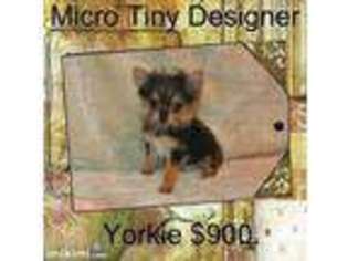 Yorkshire Terrier Puppy for sale in BISHOPVILLE, SC, USA