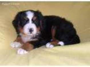 Bernese Mountain Dog Puppy for sale in Howard, OH, USA