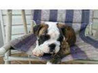 Bulldog Puppy for sale in Dryden, MI, USA
