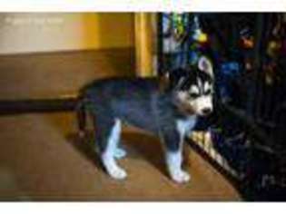Alaskan Husky Puppy for sale in Dallas, TX, USA