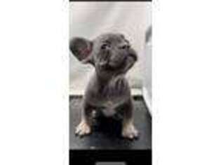 French Bulldog Puppy for sale in Rosemead, CA, USA