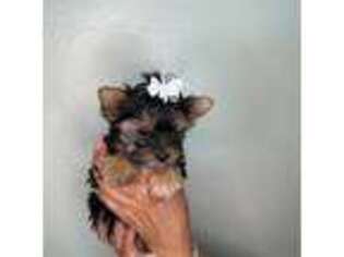 Yorkshire Terrier Puppy for sale in Lehigh Acres, FL, USA