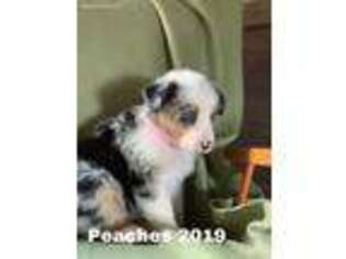 Australian Shepherd Puppy for sale in Bloomingdale, MI, USA