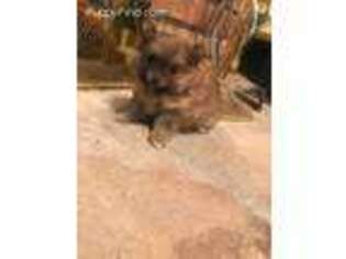 Pomeranian Puppy for sale in Tallulah, LA, USA