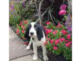 English Springer Spaniel Puppy for sale in New Virginia, IA, USA
