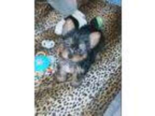Yorkshire Terrier Puppy for sale in Ottawa, OH, USA