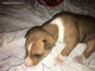 Basenji Puppy for sale in Newton, IA, USA