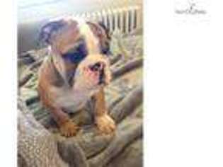 Bulldog Puppy for sale in Arlington, VA, USA