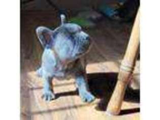 French Bulldog Puppy for sale in Wyandotte, OK, USA