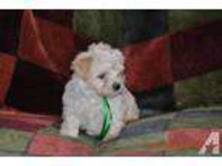 Havanese Puppy for sale in FOLEY, MN, USA