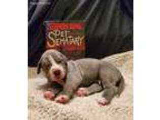 Great Dane Puppy for sale in Jupiter, FL, USA