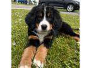 Bernese Mountain Dog Puppy for sale in Grand Island, NY, USA
