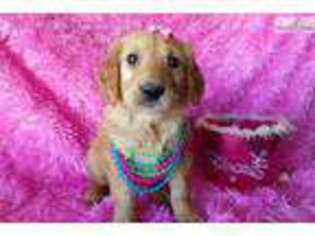 Golden Retriever Puppy for sale in Fort Worth, TX, USA