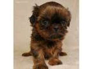 Mutt Puppy for sale in Palestine, TX, USA