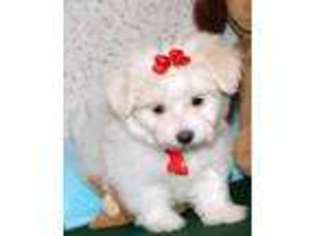 Maltese Puppy for sale in Willow Springs, MO, USA