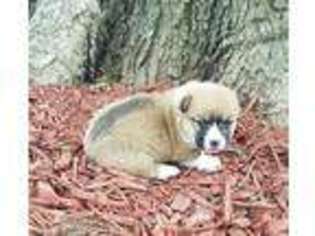 Pembroke Welsh Corgi Puppy for sale in Plato, MO, USA