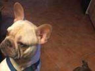 French Bulldog Puppy for sale in Dowling, MI, USA