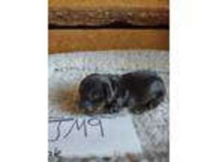 Dachshund Puppy for sale in Greentown, PA, USA