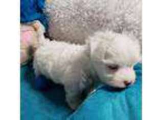 Maltese Puppy for sale in Augusta, KS, USA