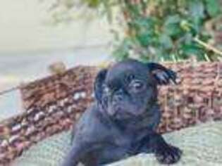 Pug Puppy for sale in Little Rock, AR, USA